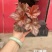 花镜花境植物品种全规格齐货量大自家花圃全国接单可以搭配定制
