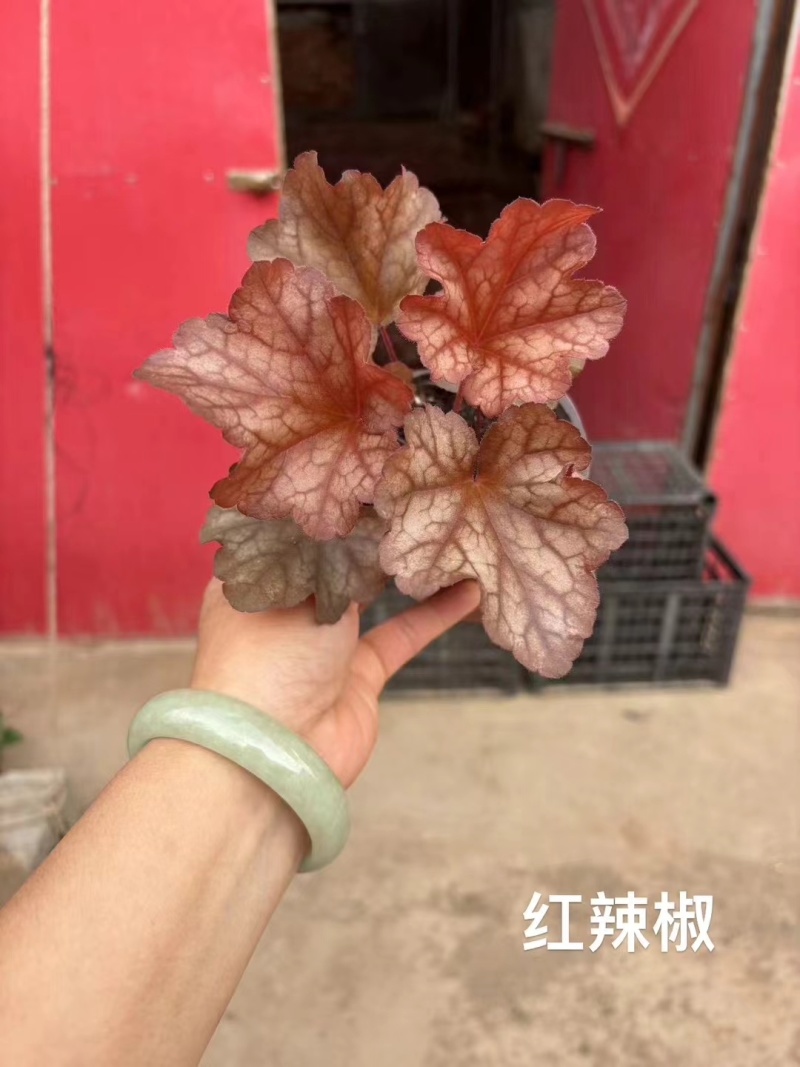 花镜花境植物品种全规格齐货量大自家花圃全国接单可以搭配定制