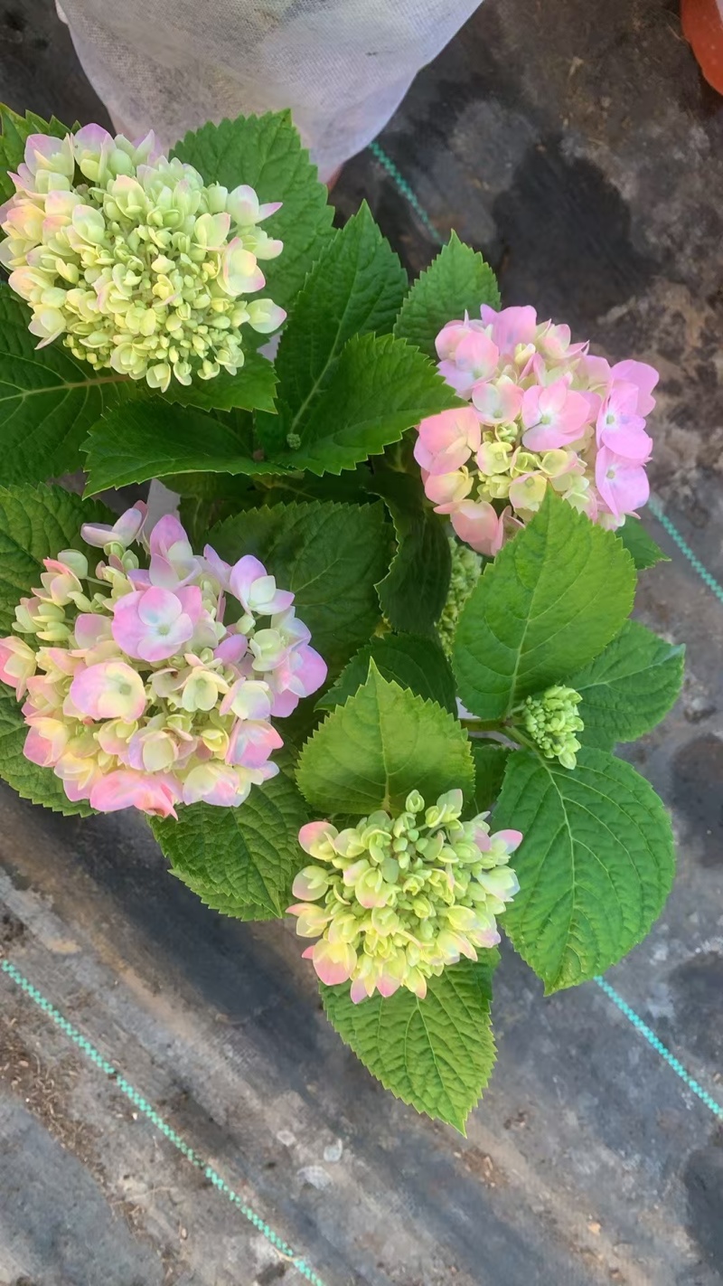 花镜花境植物品种全规格齐货量大自家花圃全国接单可以搭配定制