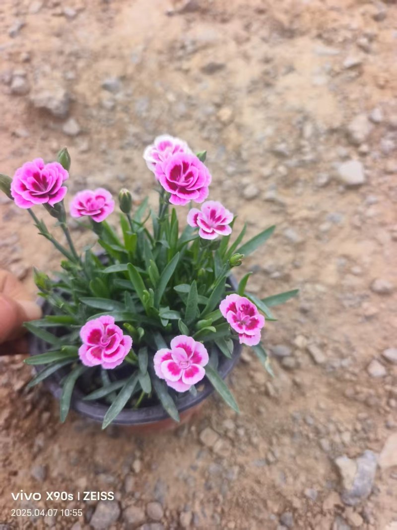 花镜花境植物品种全规格齐货量大自家花圃全国接单可以搭配定制