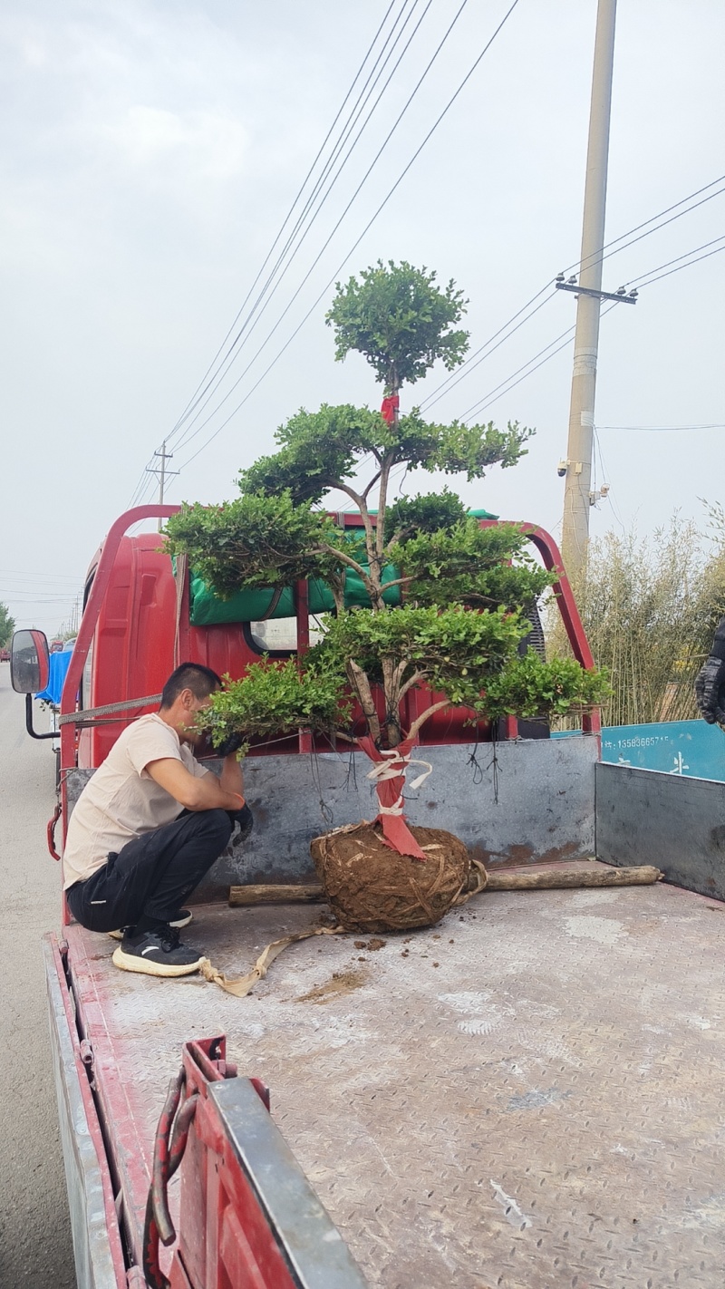 花镜花境植物品种全规格齐货量大自家花圃全国接单可以搭配定制