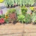 花镜花境植物品种全规格齐货量大自家花圃全国接单可以搭配定制