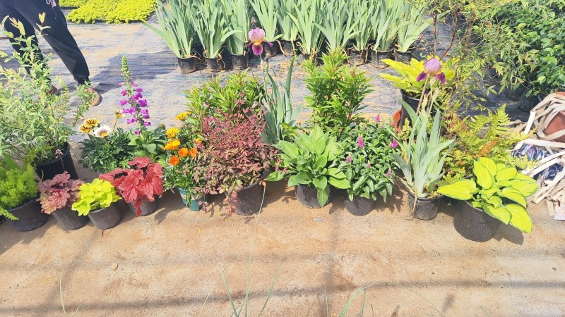 花镜花境植物品种全规格齐货量大自家花圃全国接单可以搭配定制