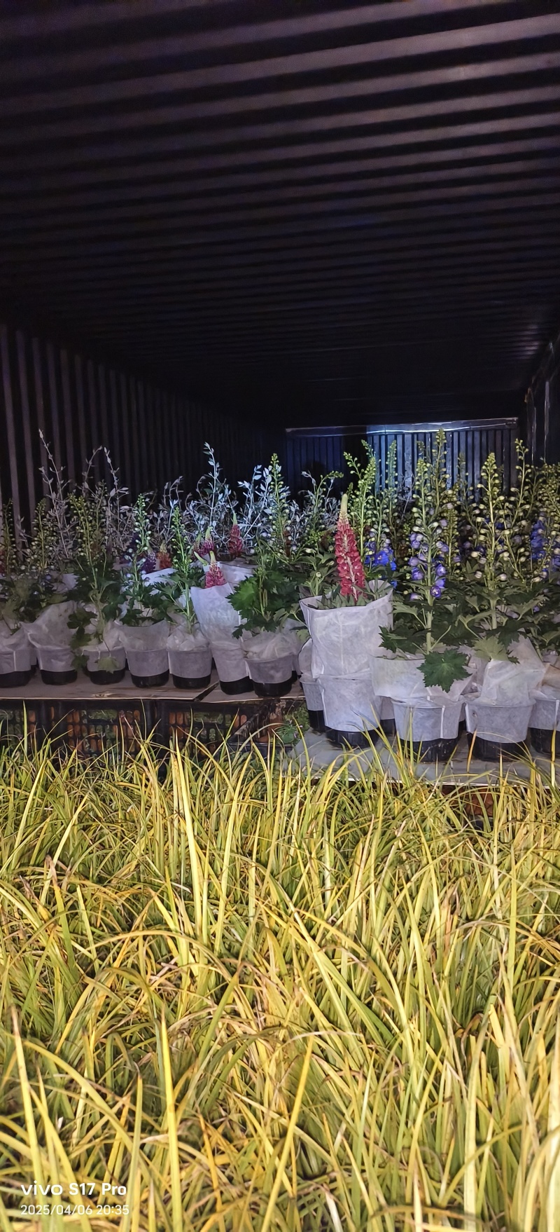 花镜花境植物品种全规格齐货量大自家花圃全国接单可以搭配定制