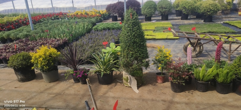 花镜花境植物品种全规格齐货量大自家花圃全国接单可以搭配定制