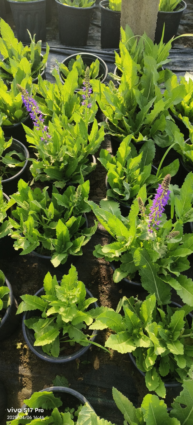花镜花境植物品种全规格齐货量大自家花圃全国接单可以搭配定制