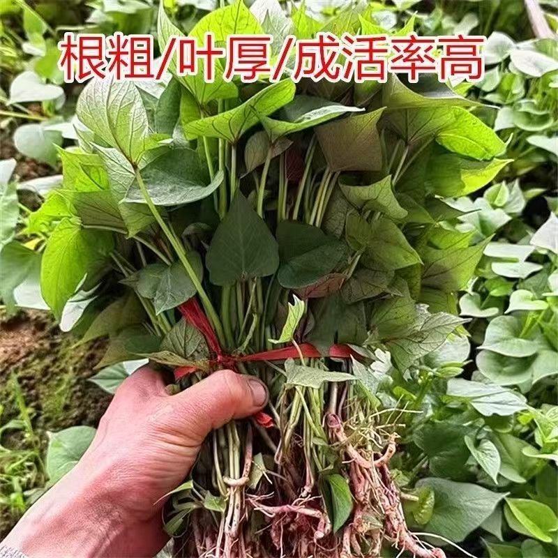 烟薯苗红薯苗很粗叶厚成活高产地直供品质保证