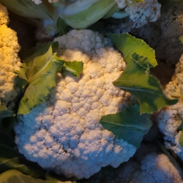 自己种植的花菜基地，没代办费用，需要的联系