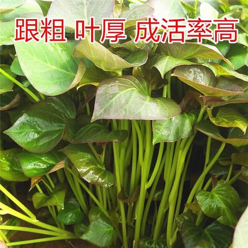 烟薯苗红薯苗很粗叶厚成活高产地直供品质保证