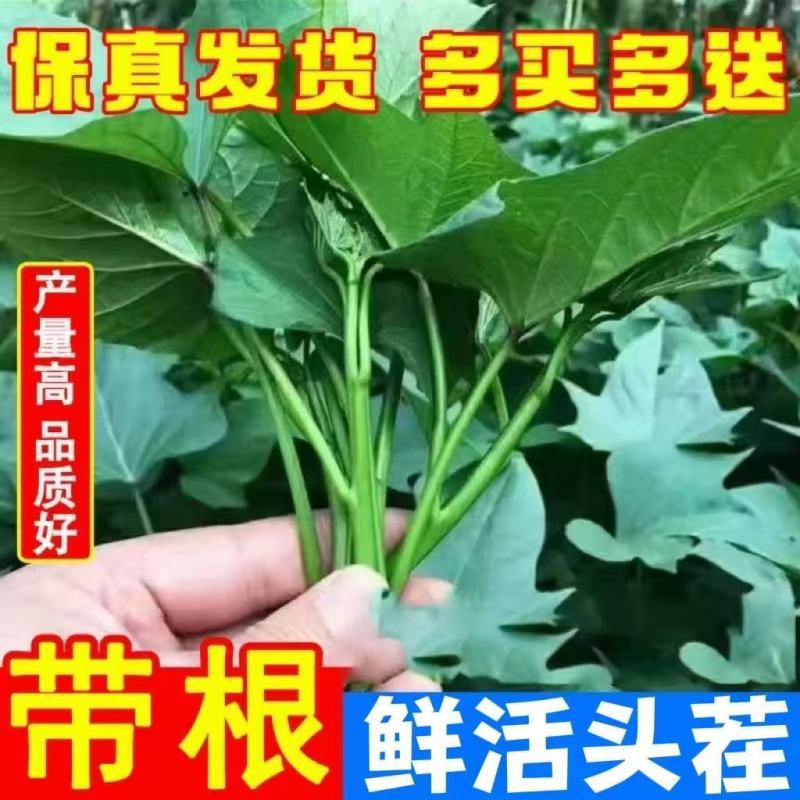 烟薯苗红薯苗很粗叶厚成活高产地直供品质保证
