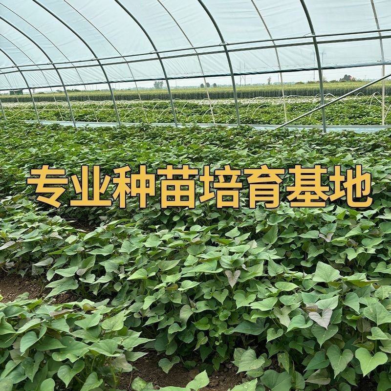 西瓜红苗红薯苗产地直供根粗叶厚好成活品质保证
