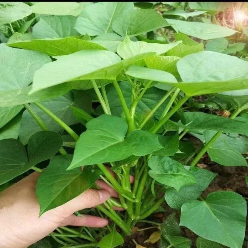 西瓜红苗红薯苗产地直供根粗叶厚好成活品质保证