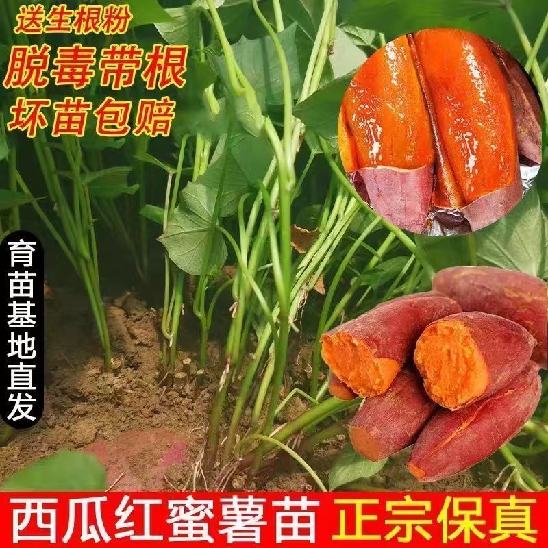 西瓜红苗红薯苗产地直供根粗叶厚好成活品质保证