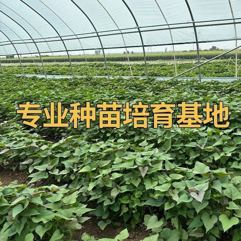 西瓜红苗红薯苗产地直供根粗叶厚好成活品质保证