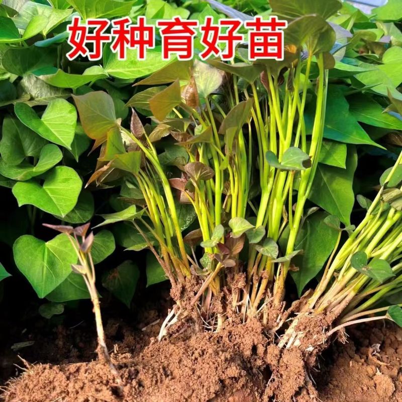 西瓜红苗红薯苗产地直供根粗叶厚好成活品质保证