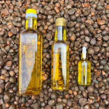 红花油茶籽，红花油茶种子