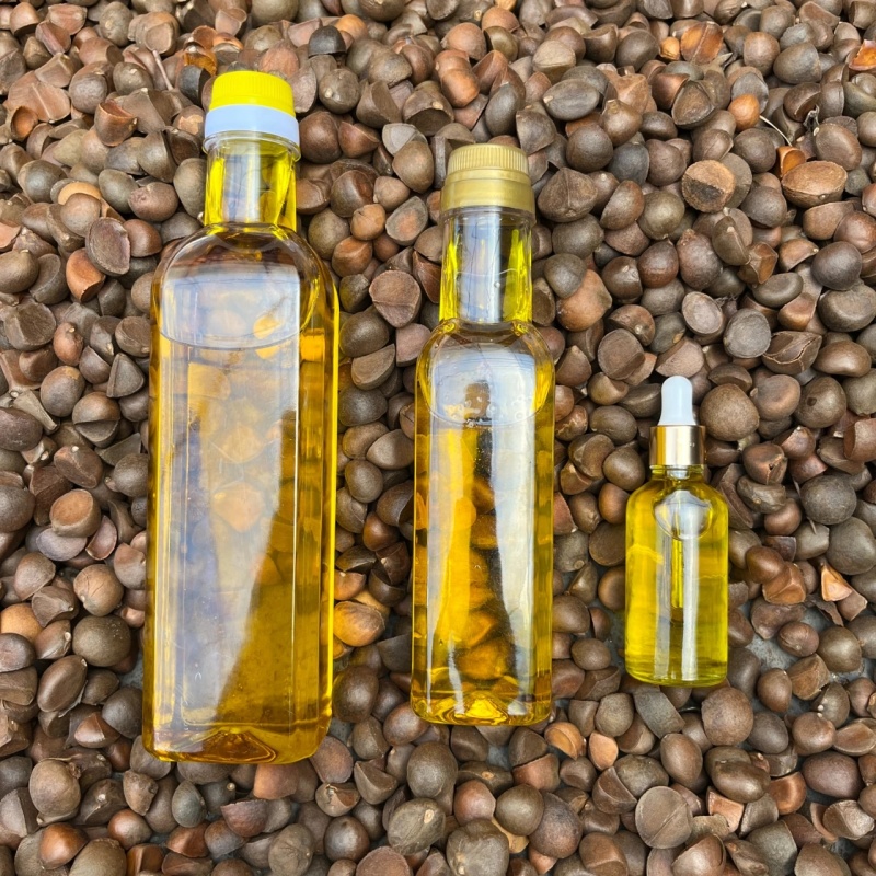 红花油茶籽，红花油茶种子