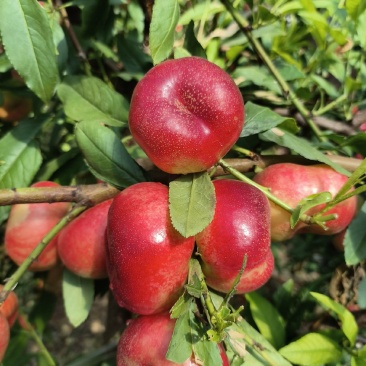 大量有货，36-3小油蟠桃