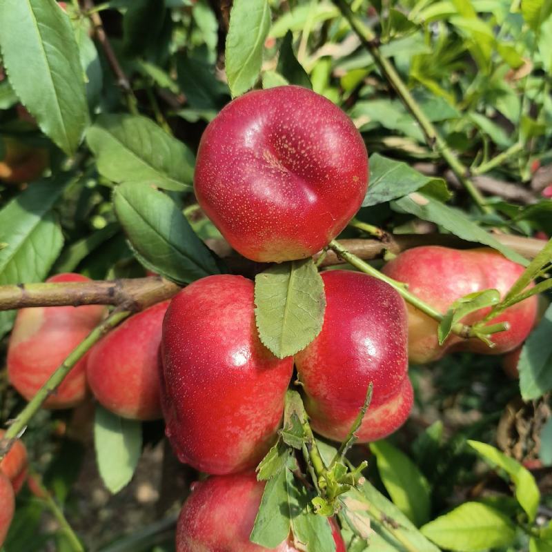 大量有货，36-3小油蟠桃