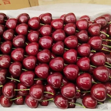 山东泰安新泰露天大樱桃。量大质优，品种齐全，欢迎老板来电