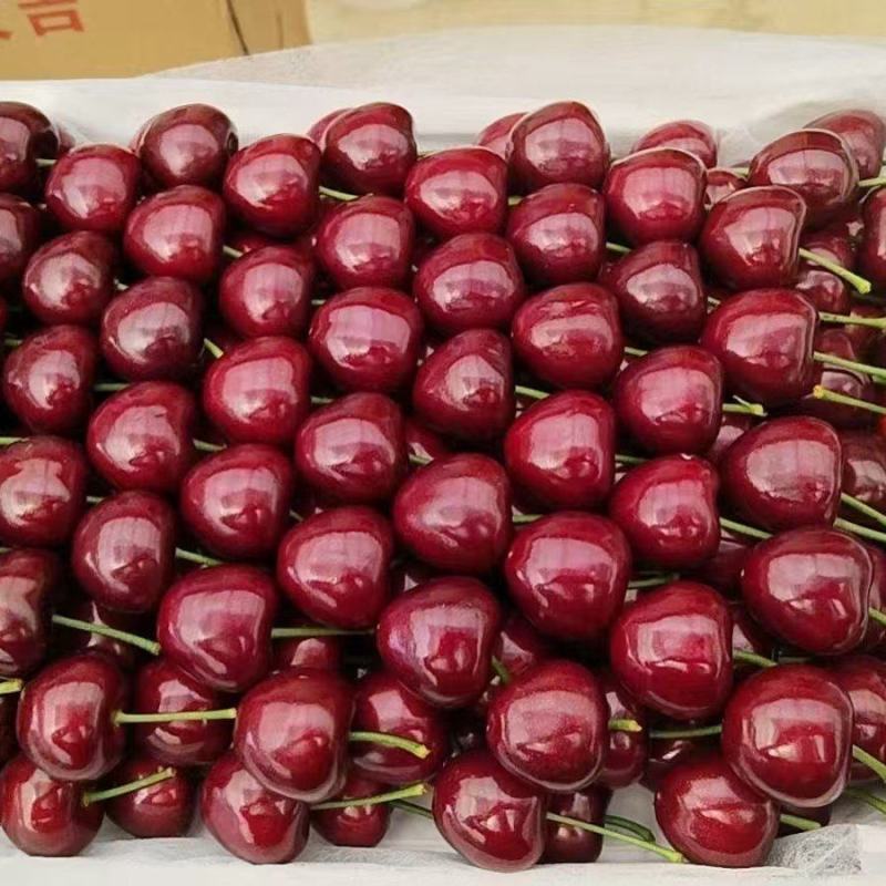 山东泰安新泰露天大樱桃。量大质优，品种齐全，欢迎老板来电