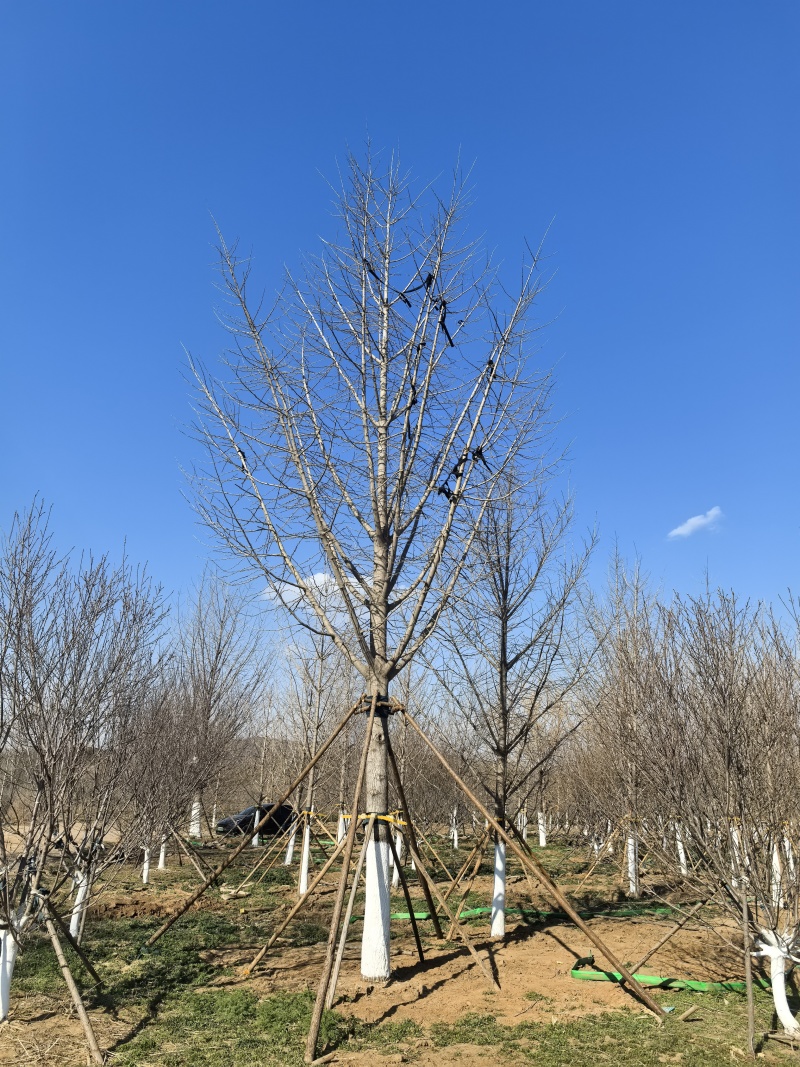 精品假植银杏树