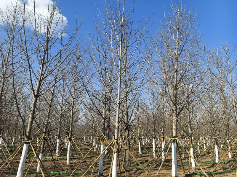 精品假植银杏树