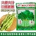 蕹叉大梗大叶空心菜种子脆嫩清甜春夏秋三季蕹菜蔬菜种子大田