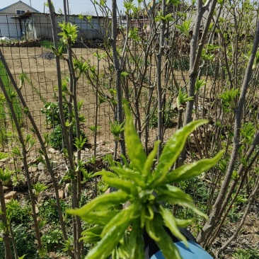 大连刺五加嫩芽
