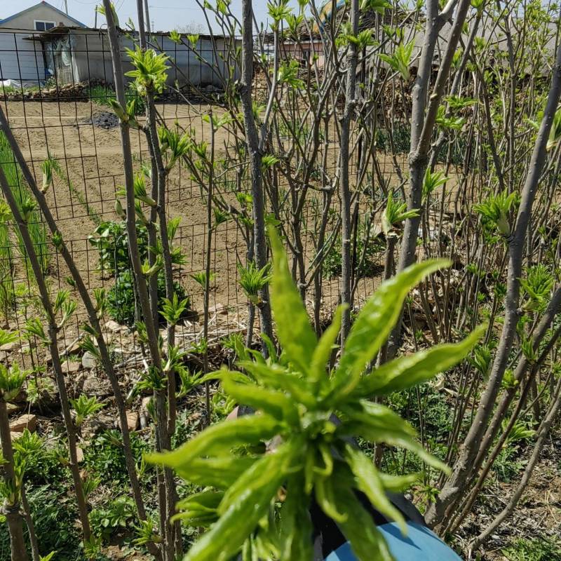 大连刺五加嫩芽