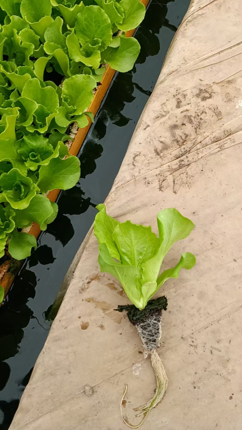 耐热耐抽苔意大利生菜苗