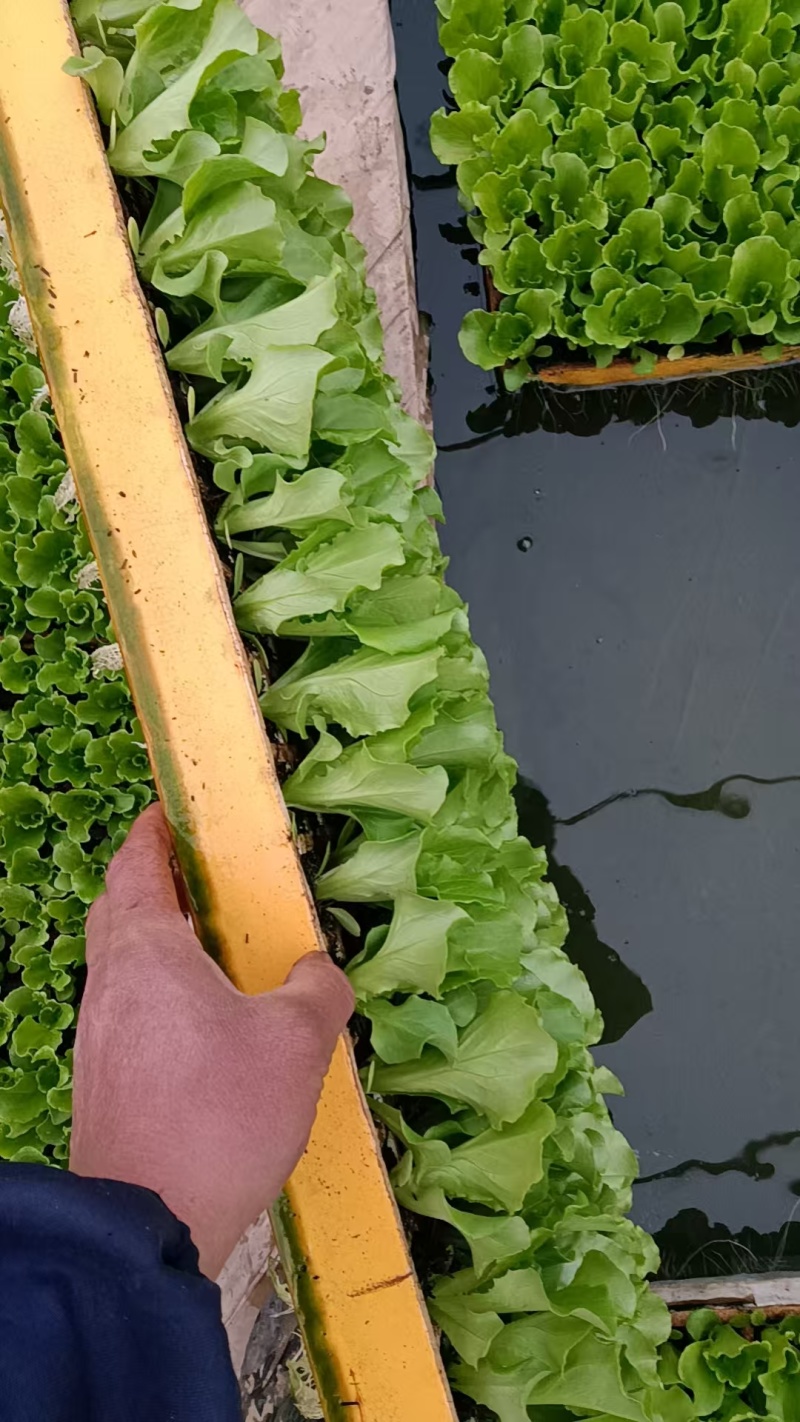 耐热耐抽苔意大利生菜苗