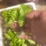耐热耐抽苔意大利生菜苗