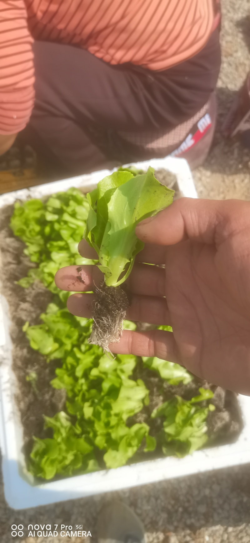 耐热耐抽苔意大利生菜苗