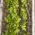 耐热耐抽苔意大利生菜苗