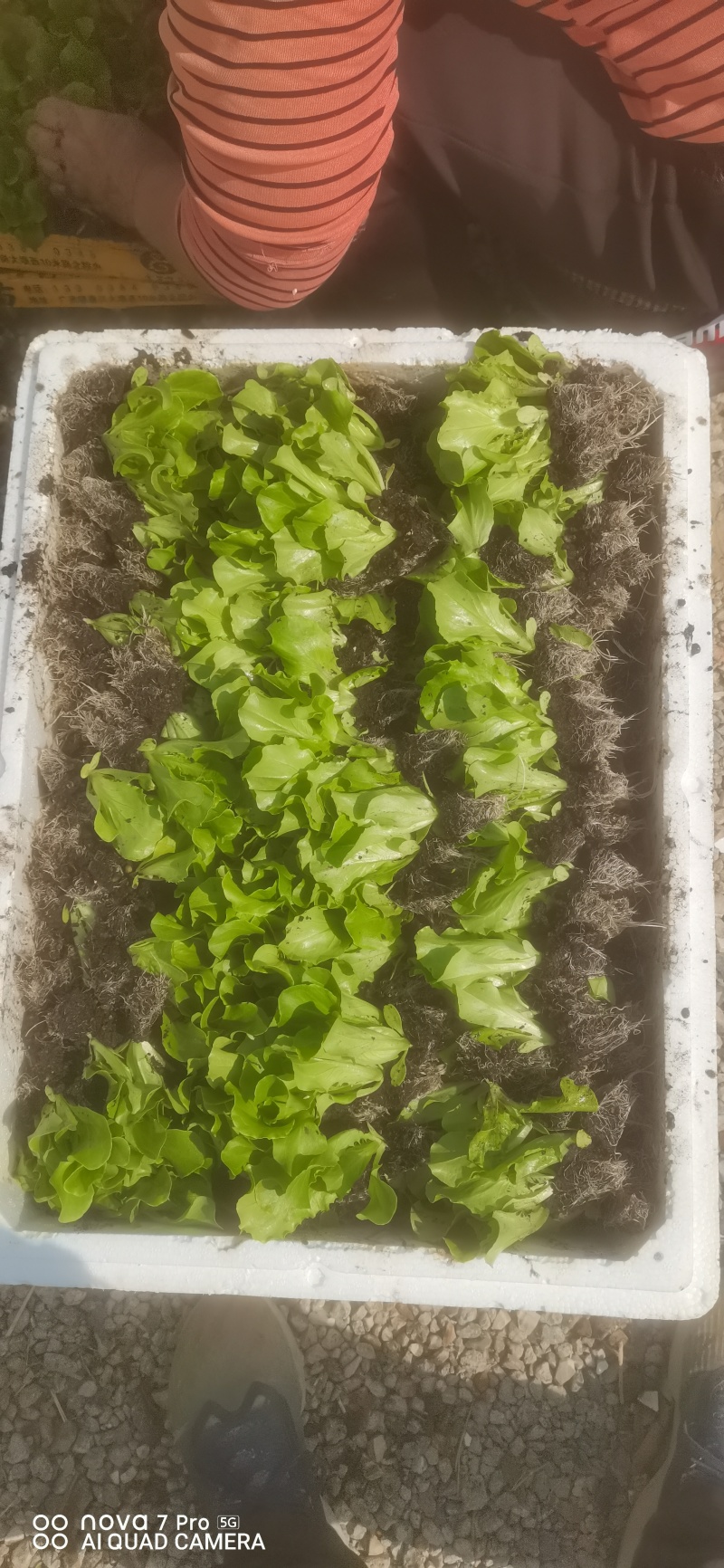 耐热耐抽苔意大利生菜苗