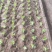 耐热耐抽苔意大利生菜苗