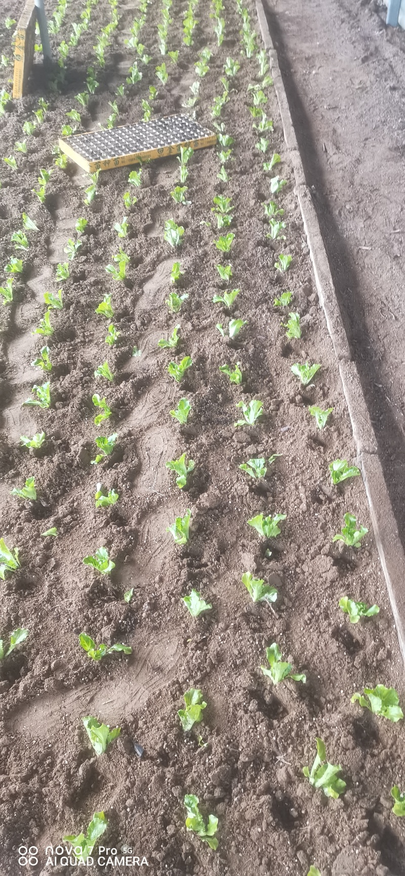 耐热耐抽苔意大利生菜苗