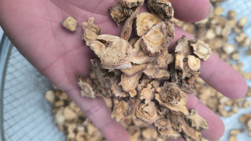 秦艽质量保证无硫假一赔十批发零售各种中药材