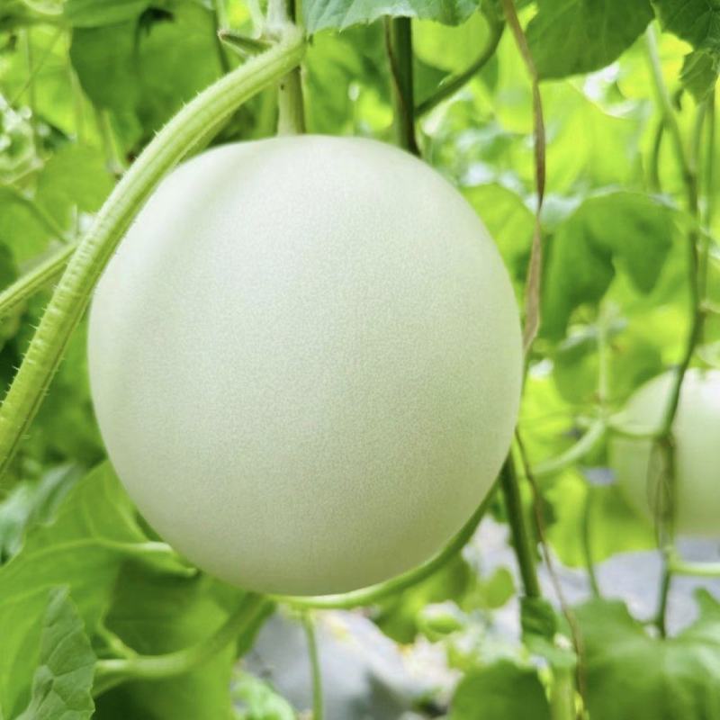 玉菇甜瓜白皮绿肉可供超市电商市场等各个平台可视频看货
