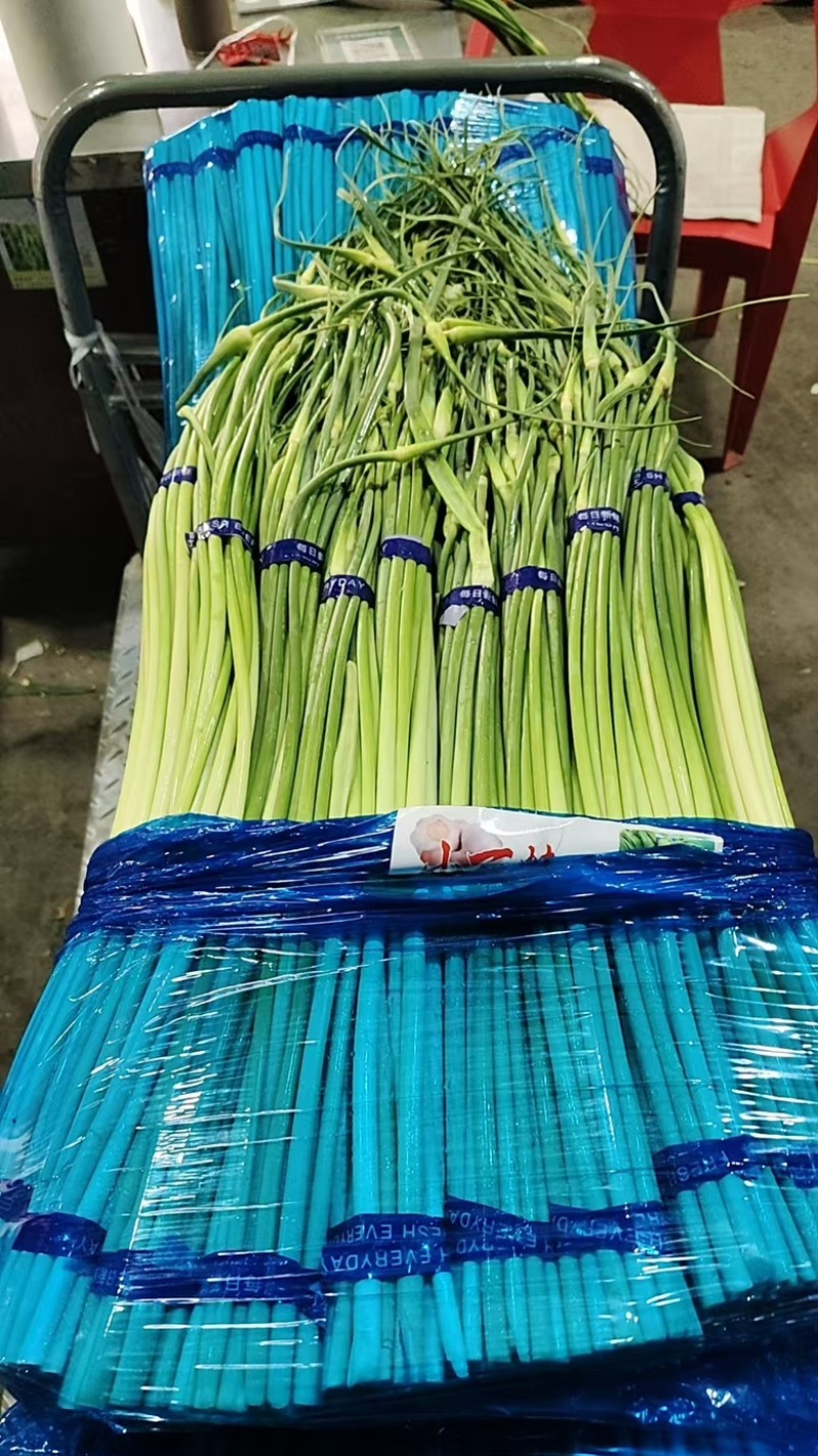 精品大量蒜薹现货，量大价优，产地直发，欢迎咨询
