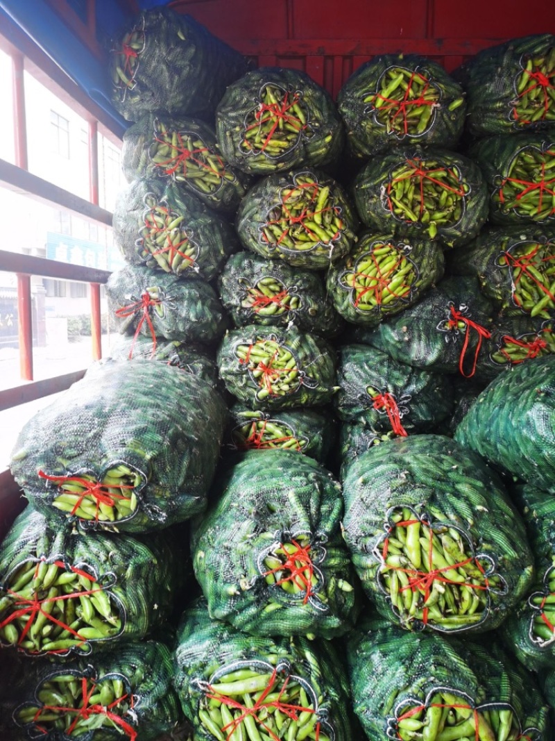 浙江新鲜蚕豆大量上市产地发货供市场电商商超等