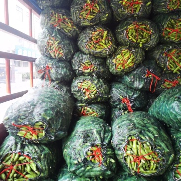 精品蚕豆产地发货一手货源批发品质保证价格优惠
