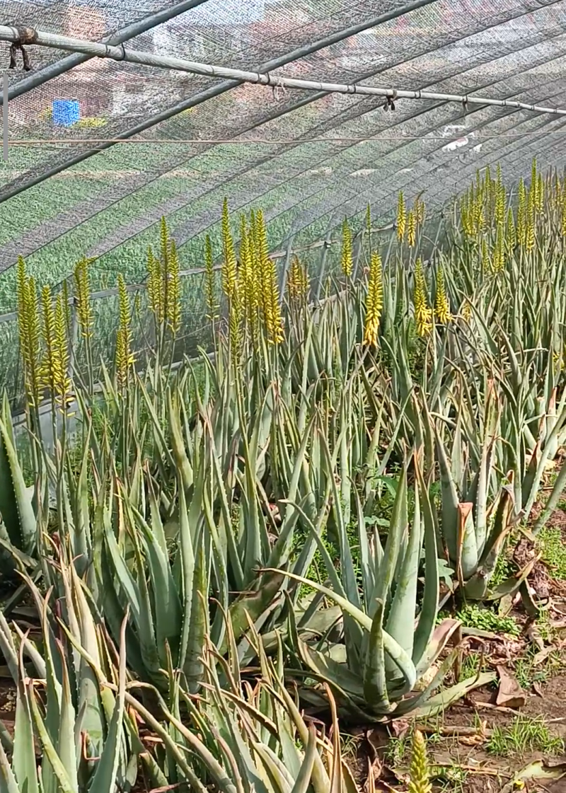 芦荟苗