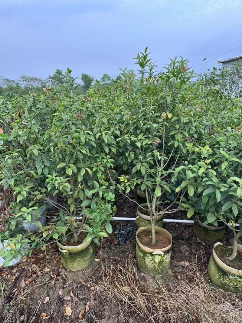 桂花树大量有货规格齐全电话联系可视频看货