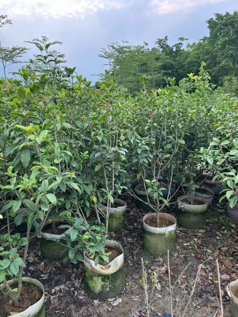 桂花树大量有货规格齐全电话联系可视频看货