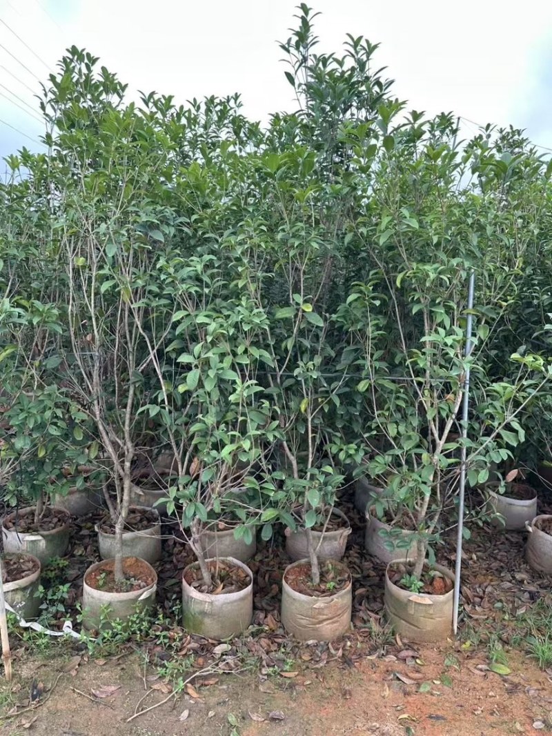 桂花树大量有货规格齐全电话联系可视频看货