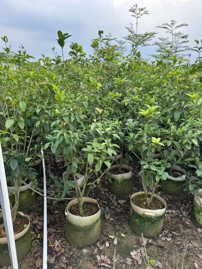 桂花树大量有货规格齐全电话联系可视频看货
