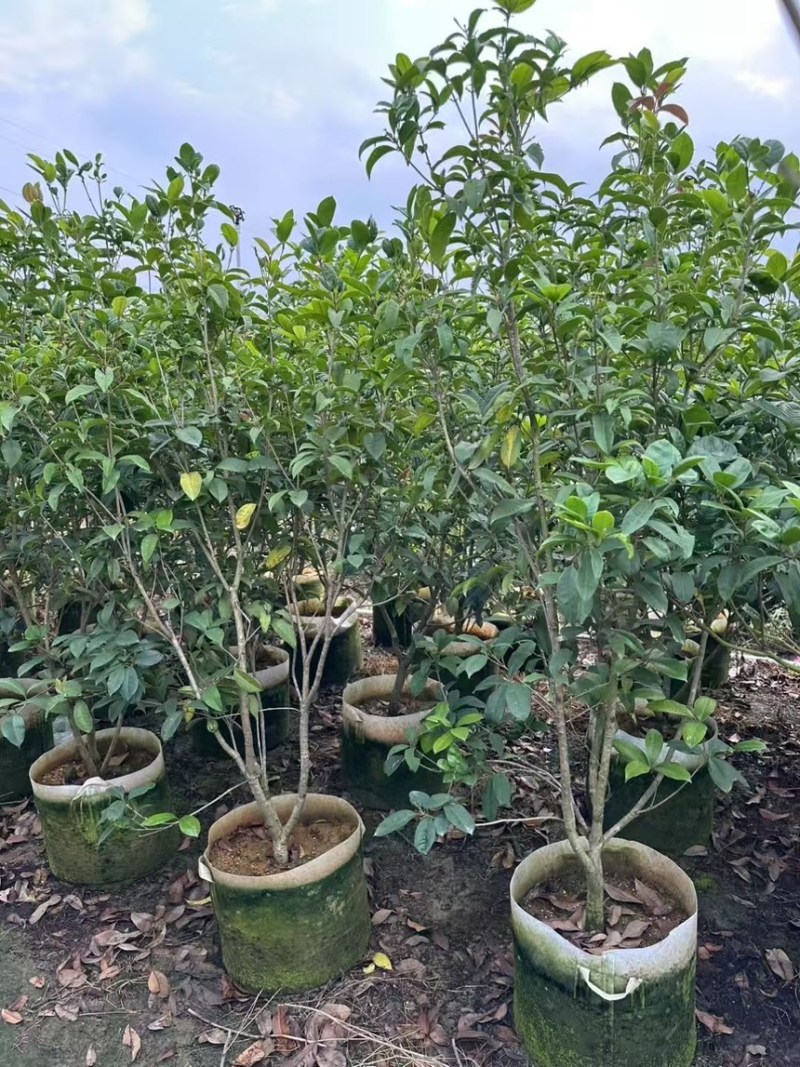 桂花树大量有货规格齐全电话联系可视频看货