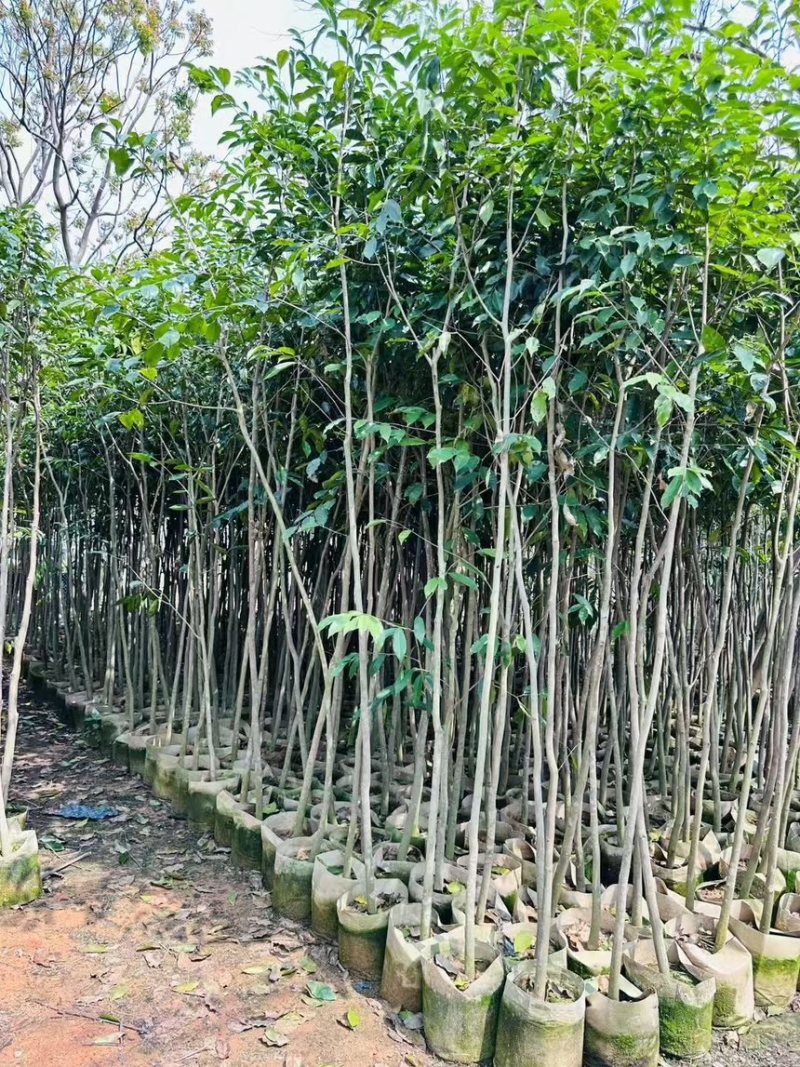 阴沉4-5-8-10公分规格齐全电话联系量大